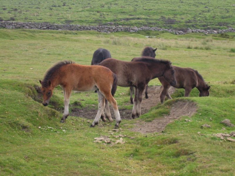 England Trip 2004 Dartmoor Ponies and Moor