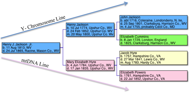 Family Dna Chart