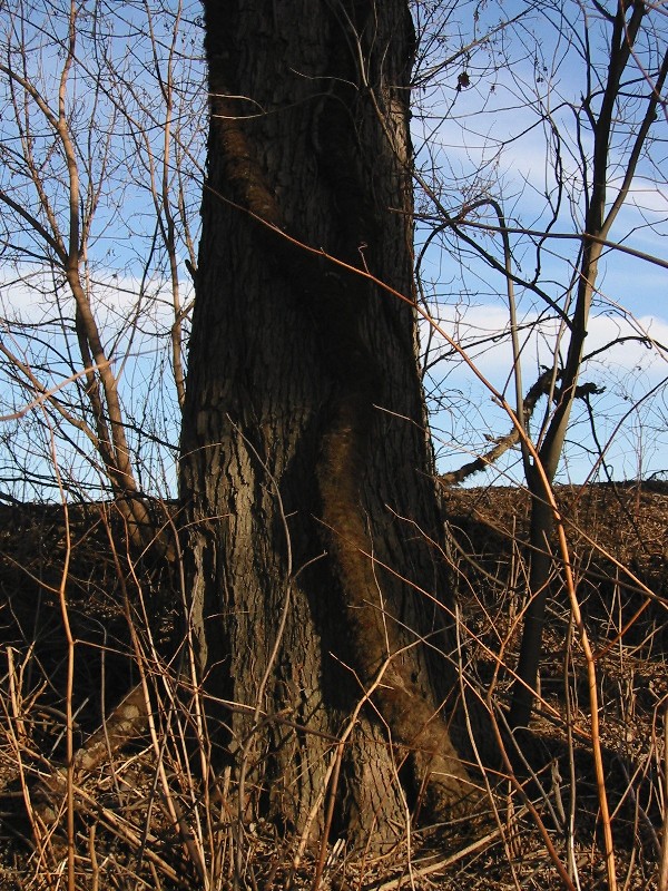 large poison ivy vine. large poison ivy vine. poison