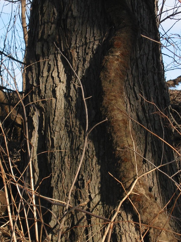 large poison ivy vine. poison ivy vine.