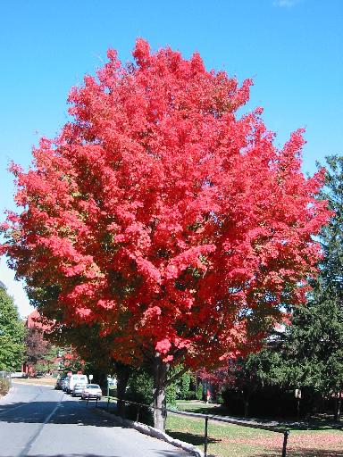 A Maple Tree