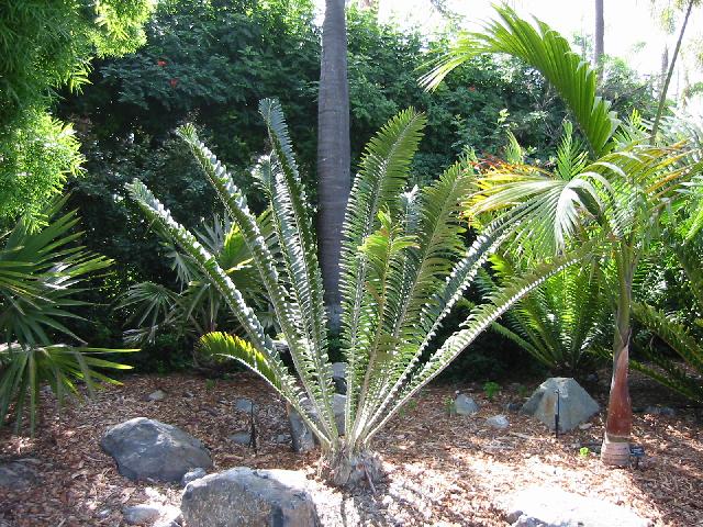 Image of Greenery