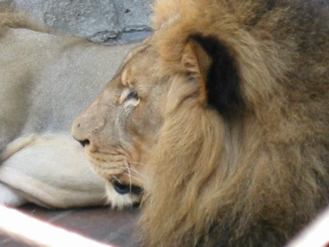 Image of Lion