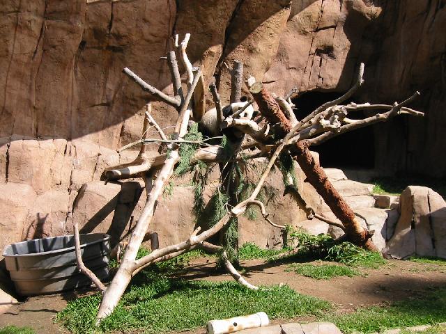 Image of Hua-mei Panda Born at
 Zoo