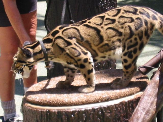 San Diego Trip Zoo Volume 2