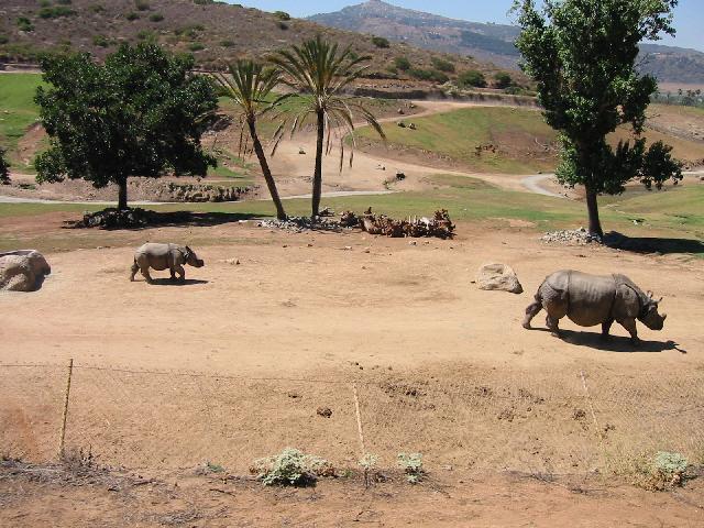 Image of Mom and Baby Rinos