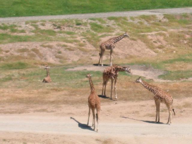 Image of Giraffs