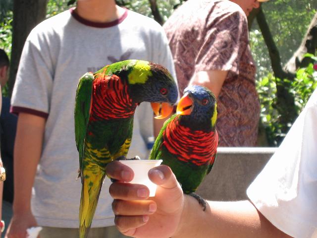 Image of Lorikeets