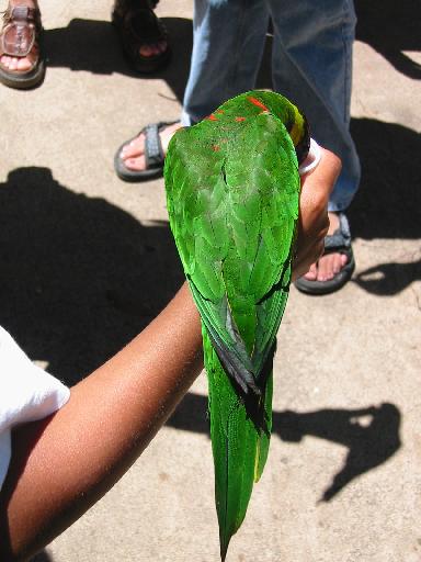 Image of Lorikeets