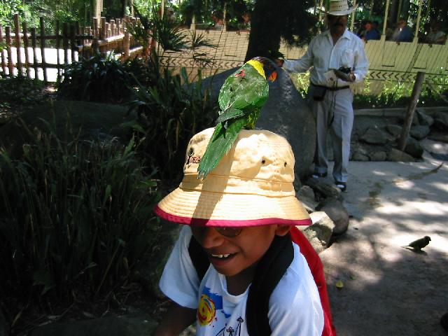 Image of Lorikeet
 on Scott's Hat