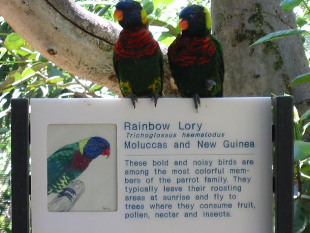 Image of Rainbow Lory Sign