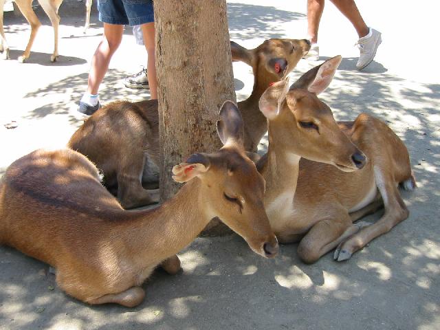 Image of Deer in
 Petting Zoo
