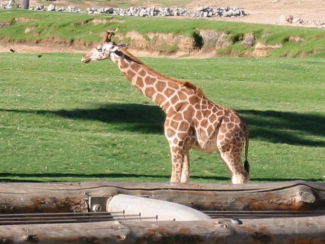 Image of Giraff