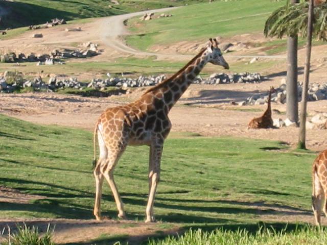 Image of Giraff