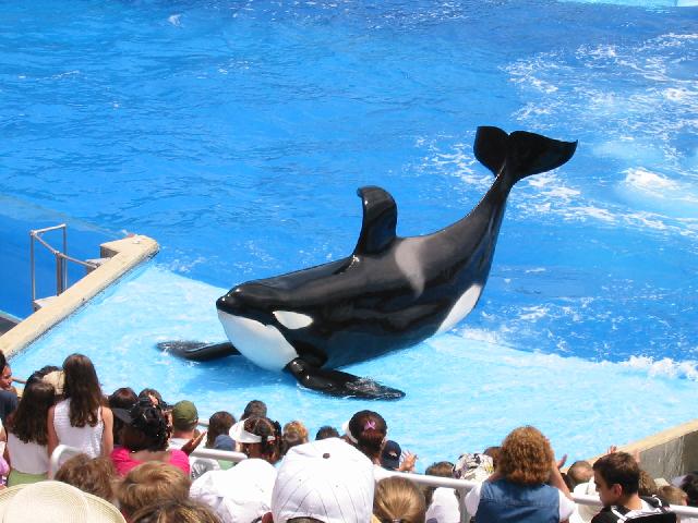 Image of Shamu