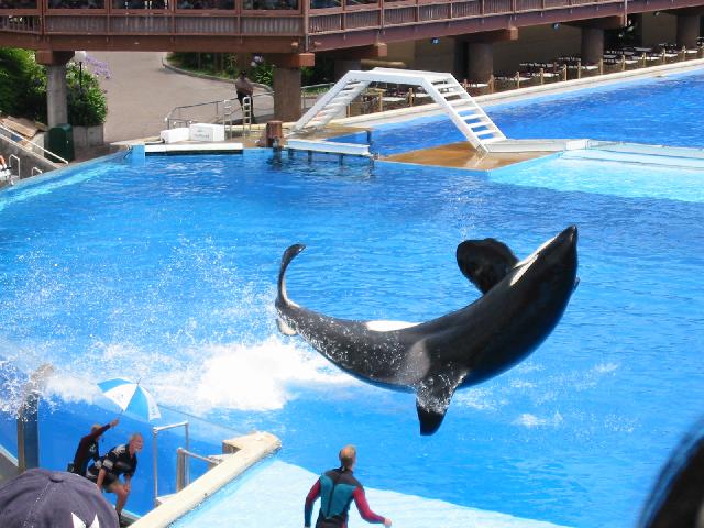 Image of Shamu Does BackFlip