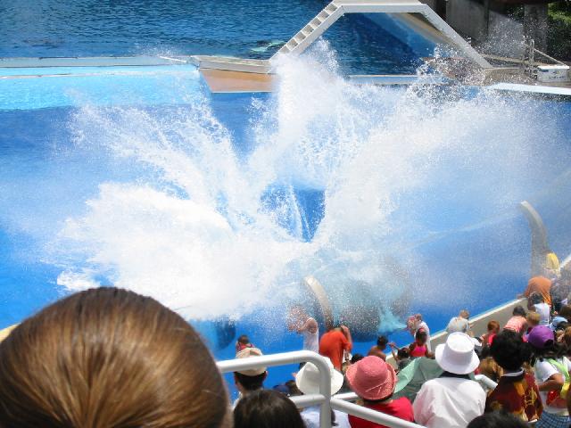 Image of Shamus's Splash