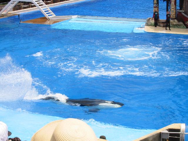 Image of Shamu
 Splashes People