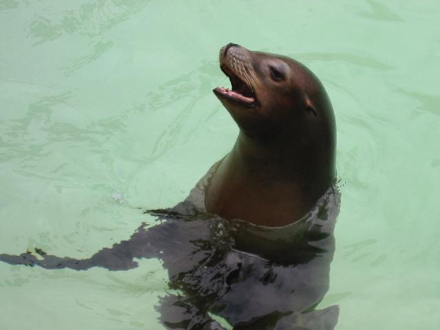 Image of Sea Lion Barking