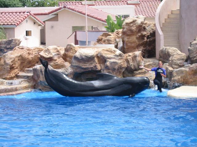 Image of Pilot Whale.