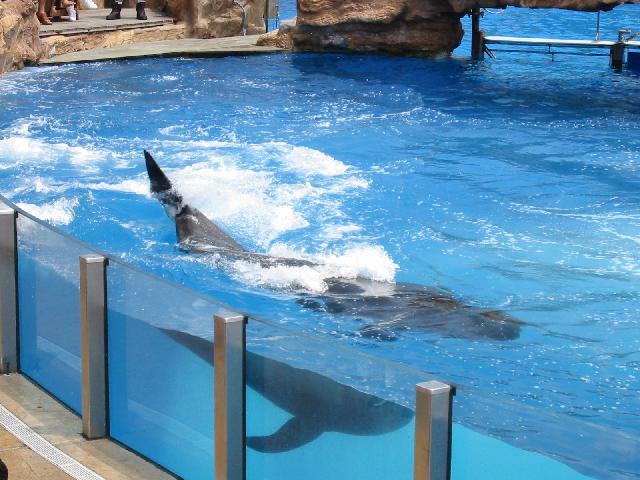 Image of
 Pilot Whale about to Splash Scott