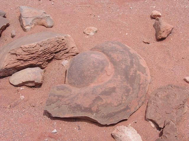 Dinosaurs Poop