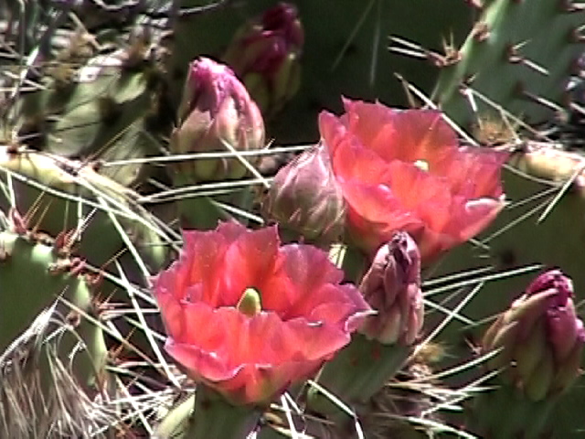 Cactus Blossom