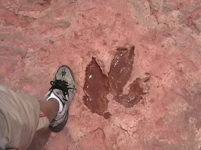 dinosaur prints near me