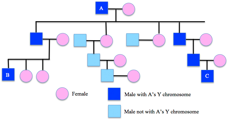 X And Y Chromosomes Chart