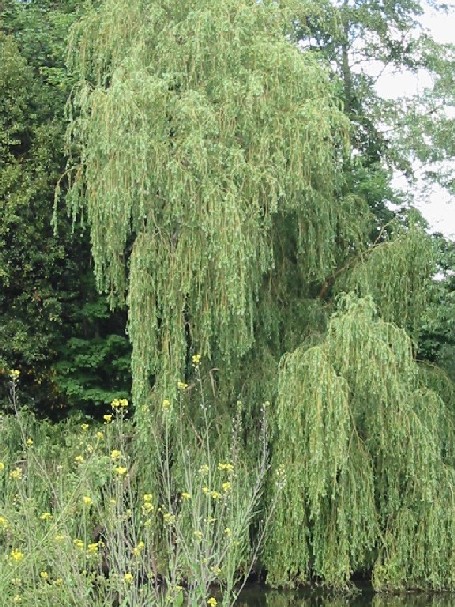 Image of Willow along Thames
River at Runneymede