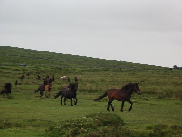 Image of A herd of Dartmoor Ponies run within a few yards of us.