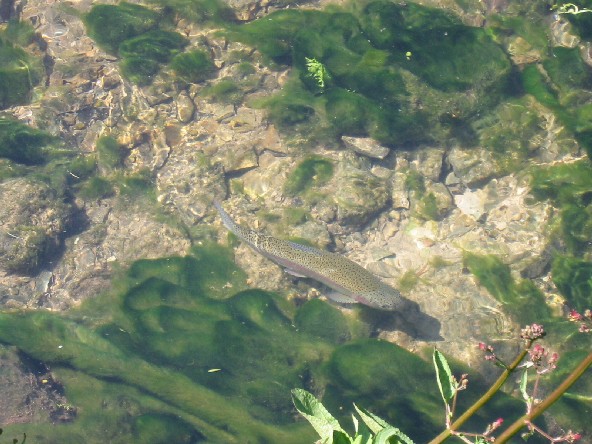 Image of Rainbow 
Trout Bibury.