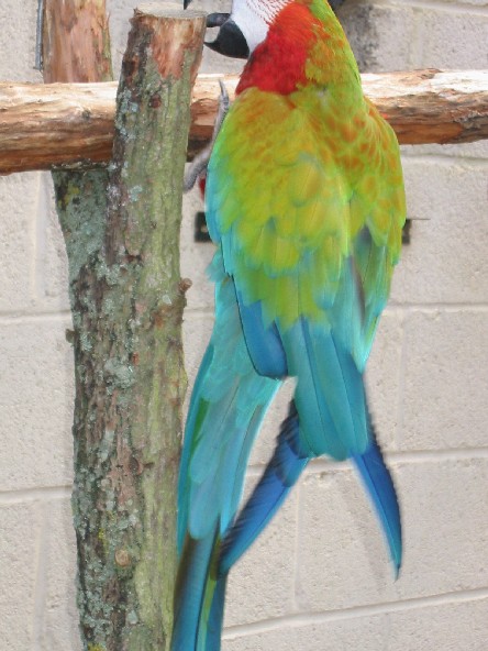 Image of Birdland in Bourton-on-the-Water