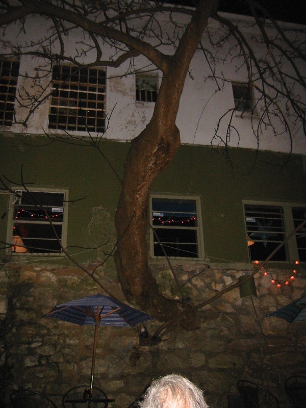 Image of Tree growing out of the wall of
a bar.