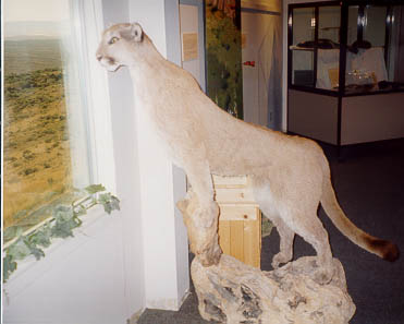 Image of Mountain Loin