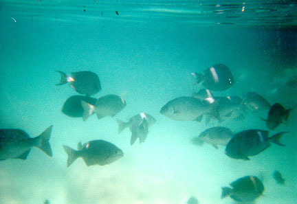 Image of  tropical fish