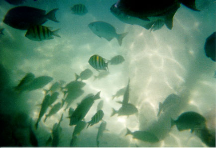 Image of tropical fish