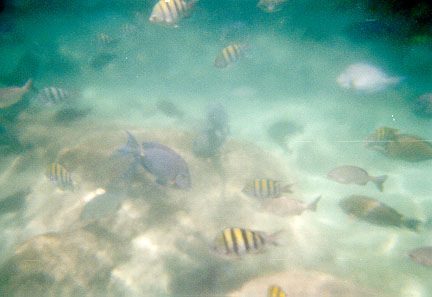Image of tropical fish