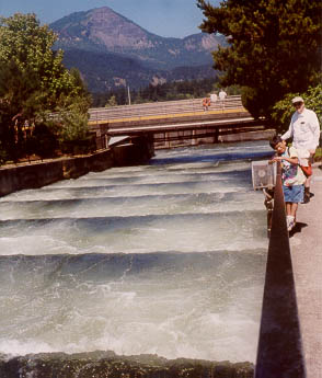 Image of Fish Ladder at Bonneville Dam