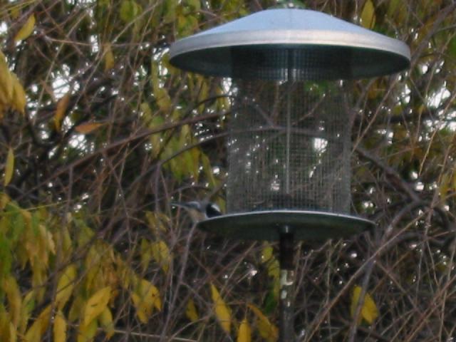 Image of Chickadee at Bird Feeder