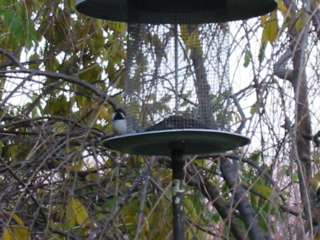 Image of Chickadee at Bird Feeder