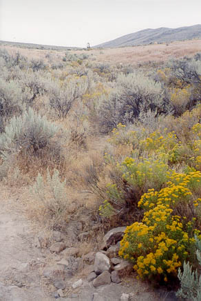 Image of Sage Brush Terrain
