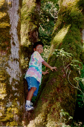 Image of Scott in tree