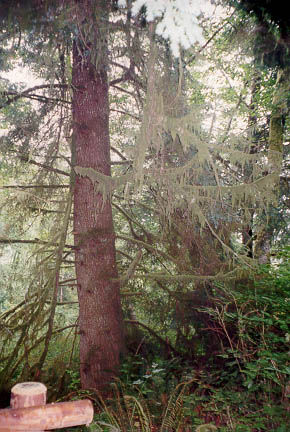 Image of Spanish Moss on Trees
