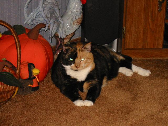 Image of Jim and Nan's Cat Patches