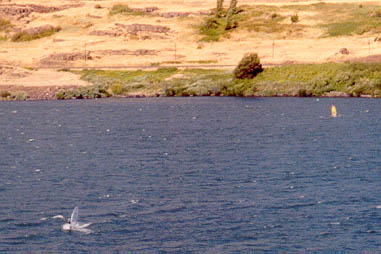 Image of wind surfers on Columbia River