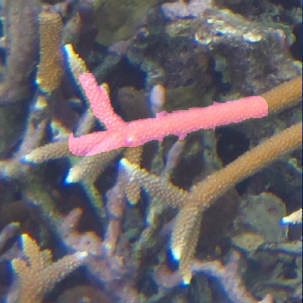 Coral Vision painting tool